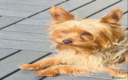 Yorkshire Terrier dogs for sale: Lovely Yorkshire Terrier Girl - Image 3