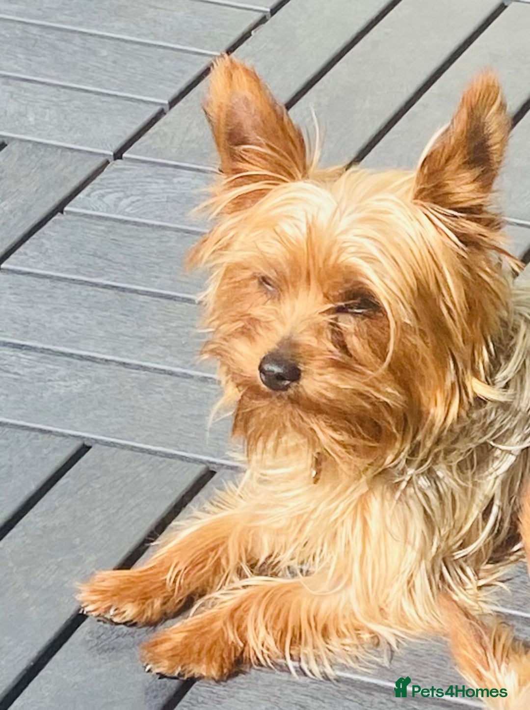 Yorkshire Terrier dogs for sale: Lovely Yorkshire Terrier Girl - Image 3