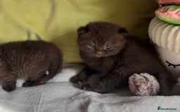 British Shorthair cats for sale: 😻Chocolate BSH boys✅ 👌GCCF reg, ready November  - Image 12