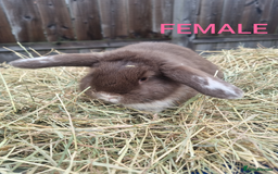 Mixed Breed rabbits for sale: Mini lop cross babies - Advert 8