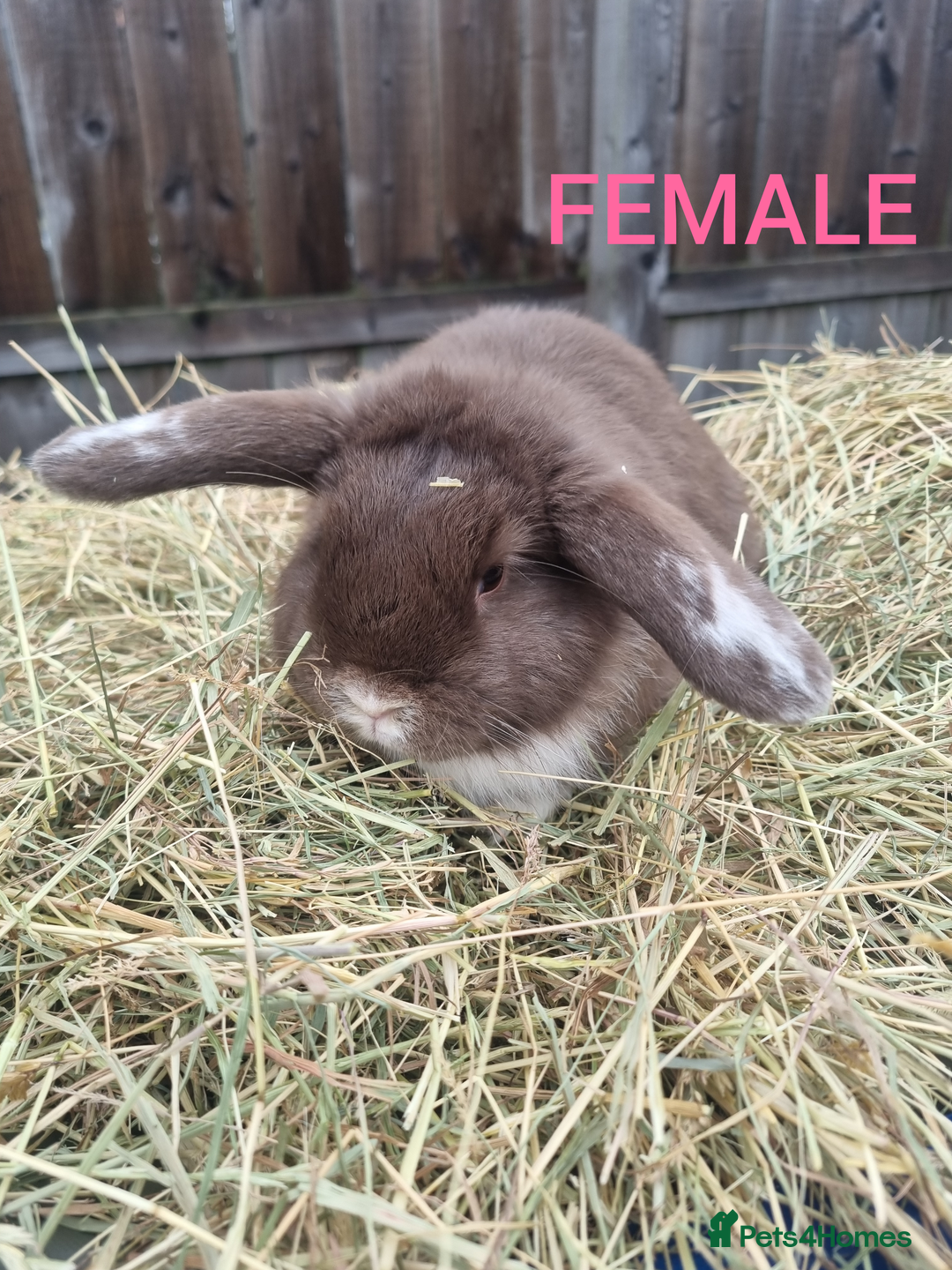 Mixed Breed rabbits for sale: Mini lop cross babies - Advert 8