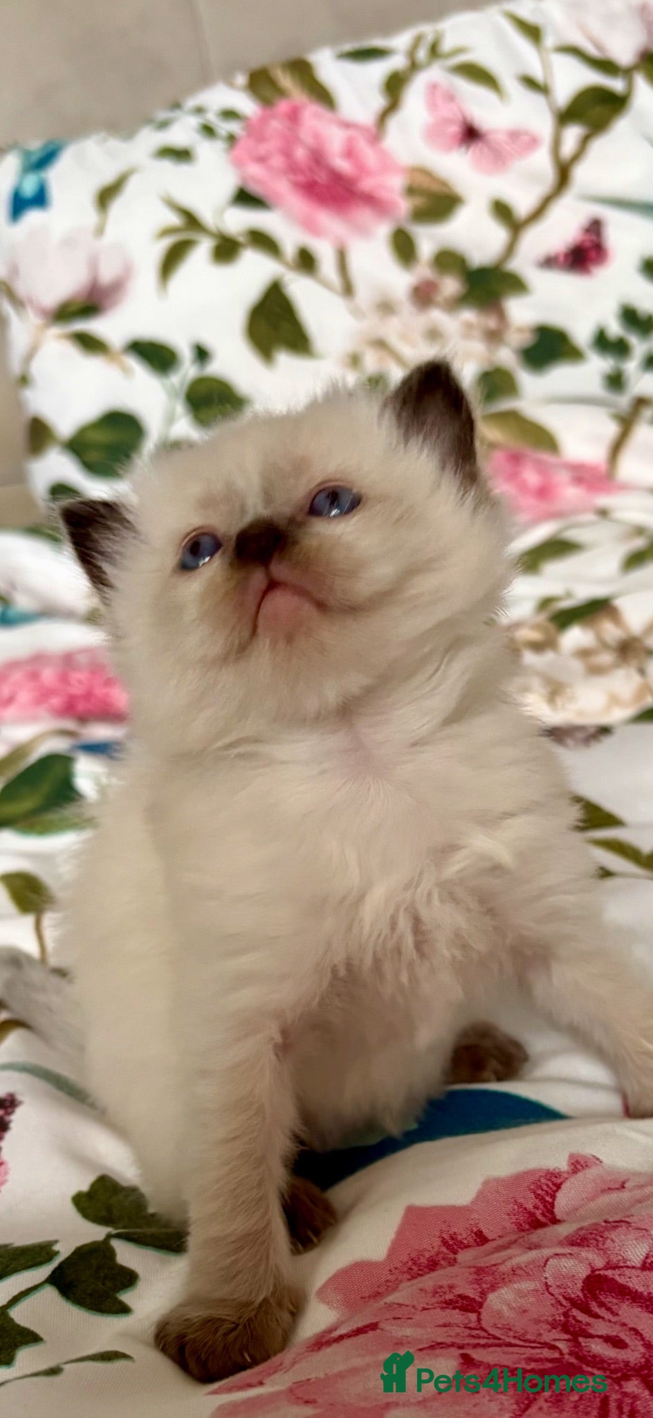 Ragdoll cats 🦋💙 ADORABLE GCCF BABIES 💙🦋 - Advert 10