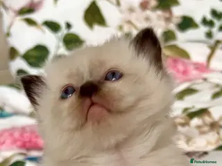 Ragdoll cats 🦋💙 ADORABLE GCCF BABIES 💙🦋 - Advert 10