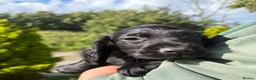 Cocker Spaniel dogs for sale: Beautiful Cocker Spaniel Puppies  in Helston - Advert 12