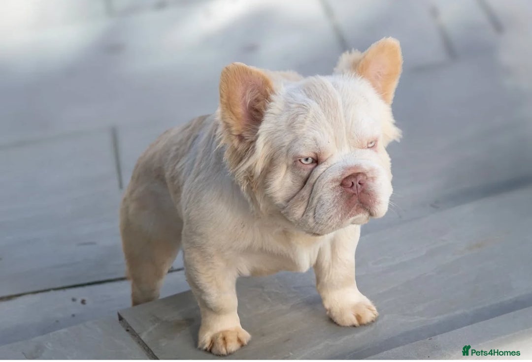 Mixed Breed dogs for sale: Pocket bully x Big rope frenchie  - Image 11
