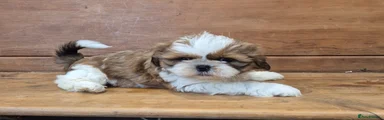 Shih Tzu Puppy 3