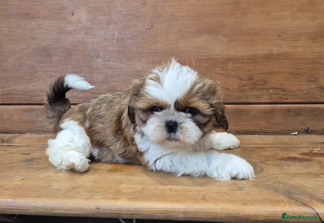 Shih Tzu dogs for sale: Exceptional Shih Tzu Puppies – 5⭐ Licensed Breeder - Advert 5