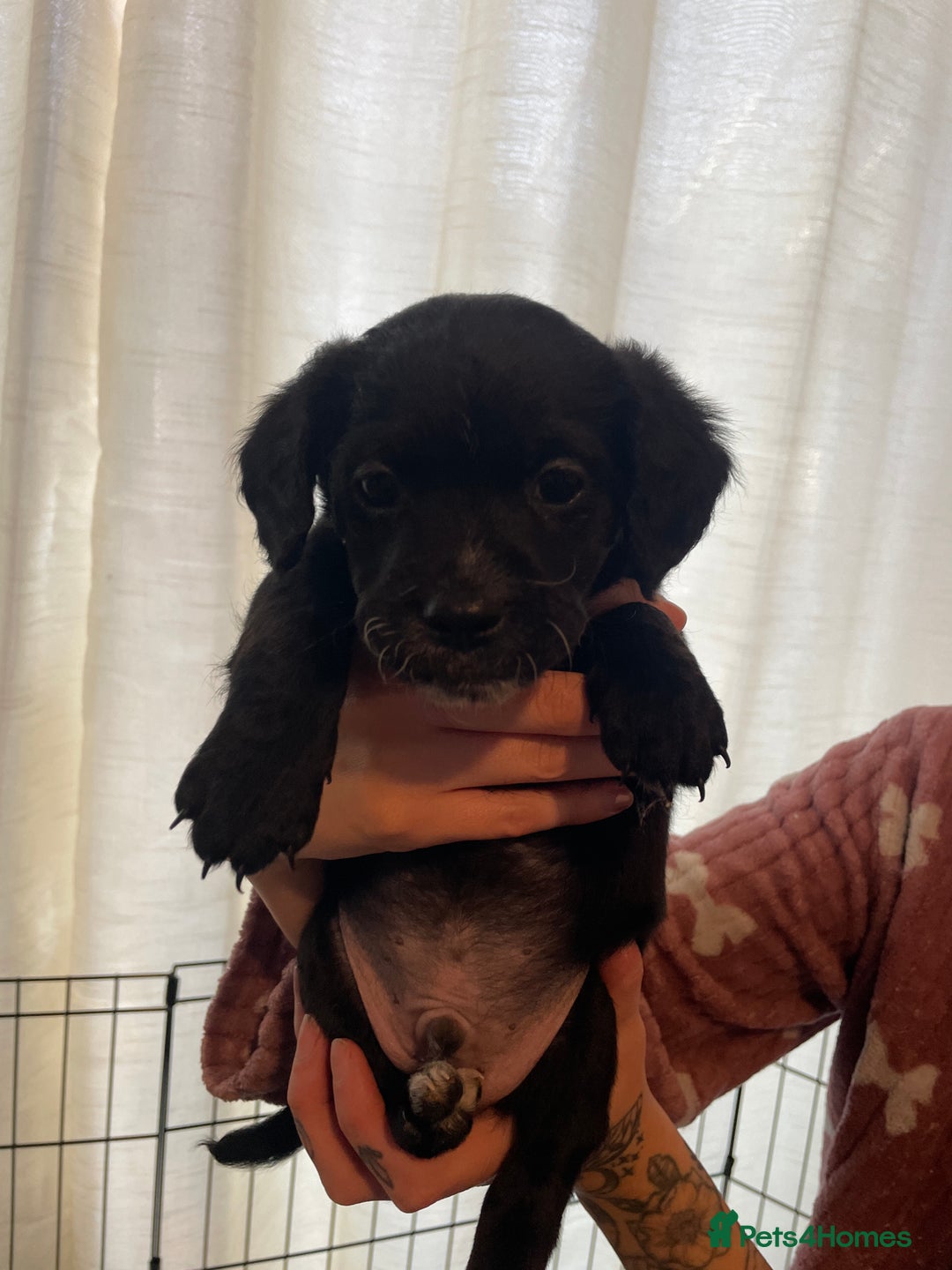 Mixed Breed dogs for sale: Gorgeous cockapoo cross puppies  - Advert 7