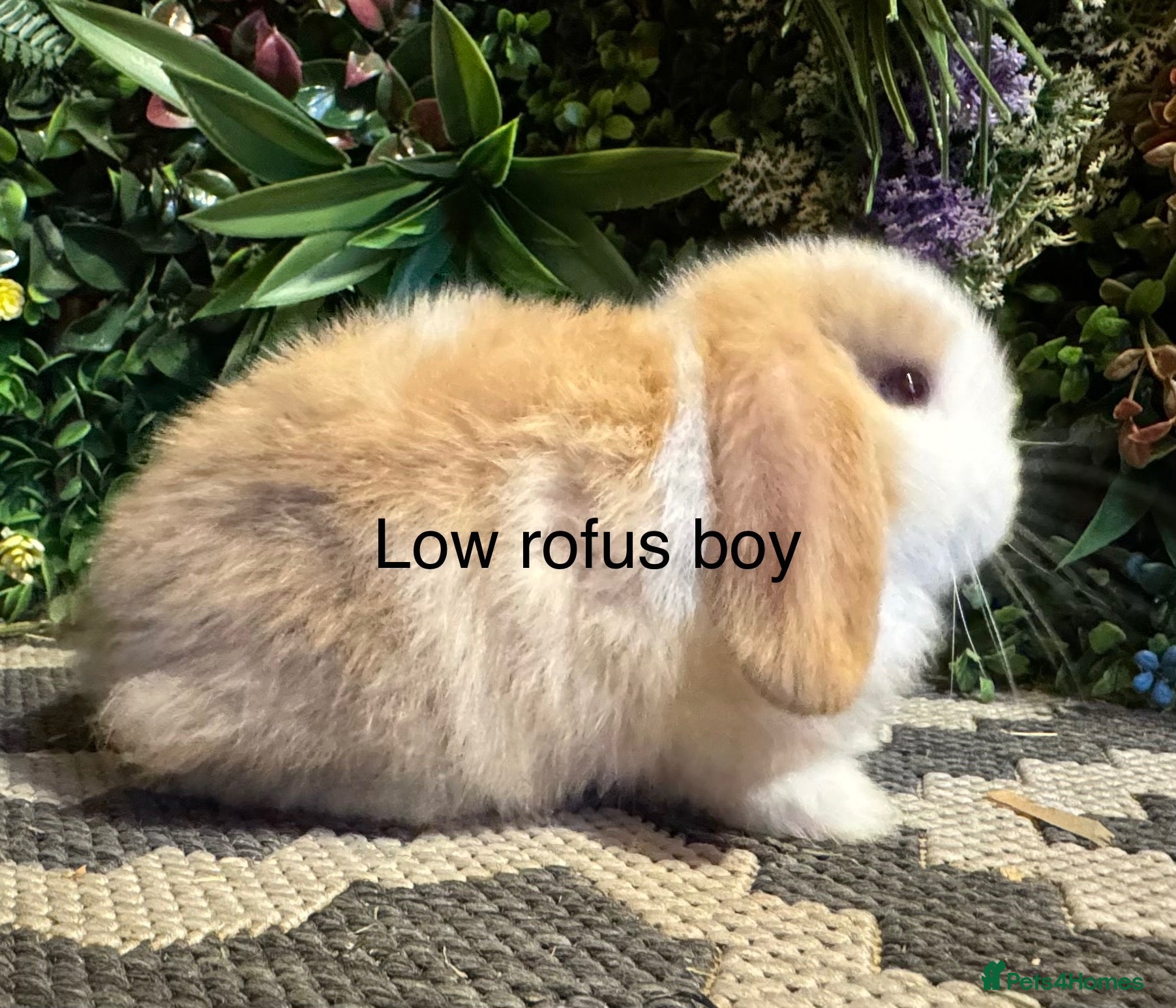 Mini Lop rabbits 🐰Pure breed mini lops ready to go 🐰 - Advert 2
