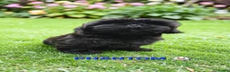 Shih Tzu dogs for sale: RARE BLACK STANDARD SHIH TZU WITH BLUE  SKIN - Advert 24