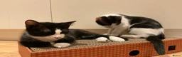 Domestic Shorthair cats for sale: 4 Beautiful Kittens Ready for their Forever Homes - Advert 33
