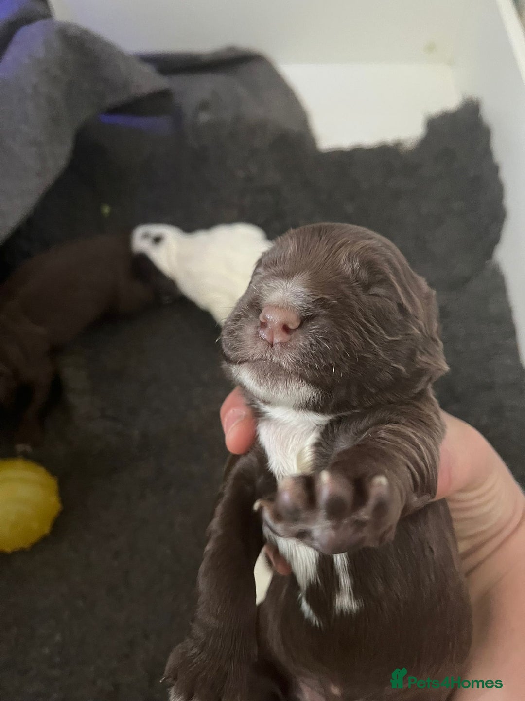 Sprocker dogs for sale: Beautiful Sprocker puppies  - Image 28