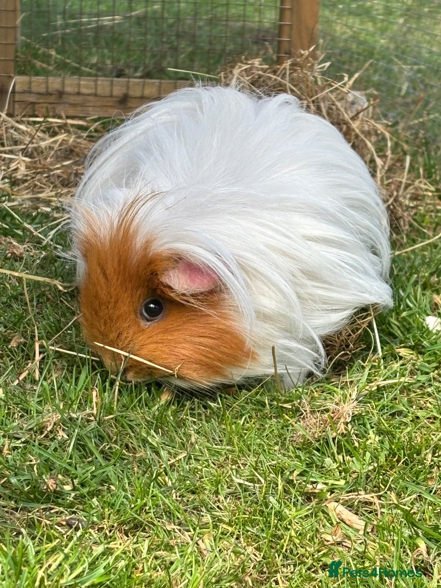 Guinea Pig rodents Female guinea pig free to a good home  - Advert 5