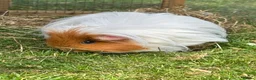 Guinea Pig rodents for sale: Female guinea pig free to a good home  in Cambridge - Advert 1