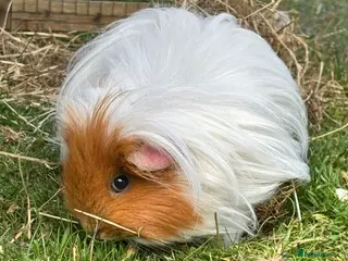 Guinea Pig rodents Female guinea pig free to a good home - Advert 5