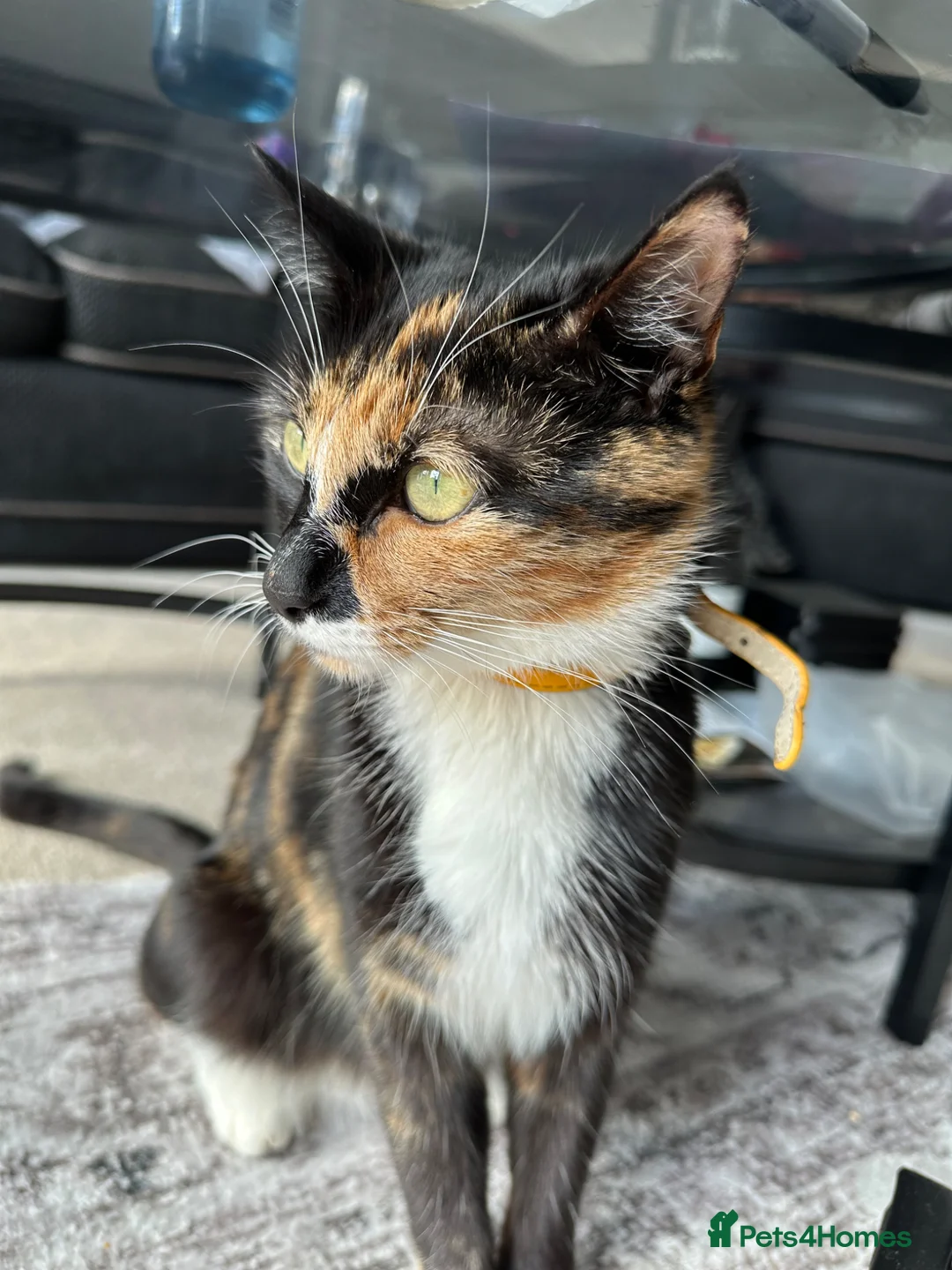 Mixed Breed cats for sale: Cute kittens - Advert 2