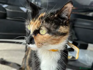 Mixed Breed cats Cute kittens - Advert 1