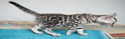Bengal cats for sale: Superb Quality Bengal Kittens - Advert 13