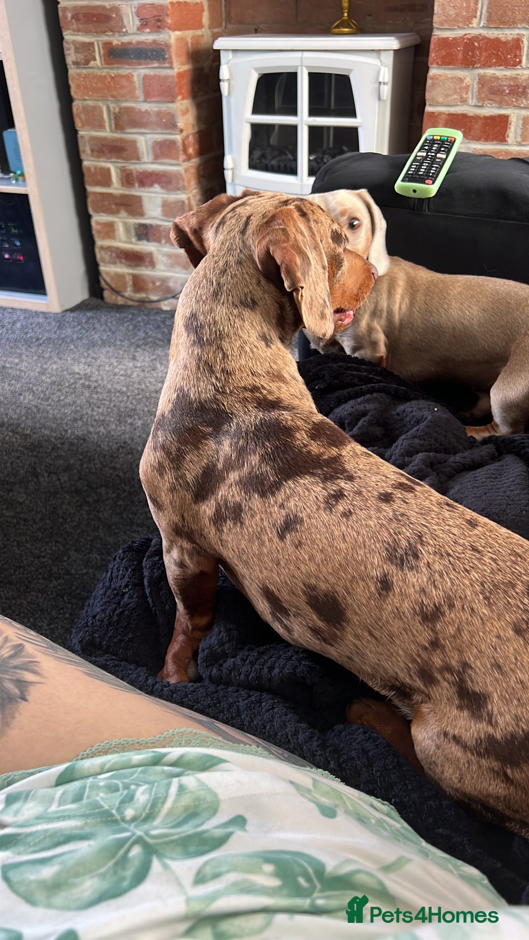 Miniature Dachshund dogs for sale: Miniature Dachshund Boy - Advert 4