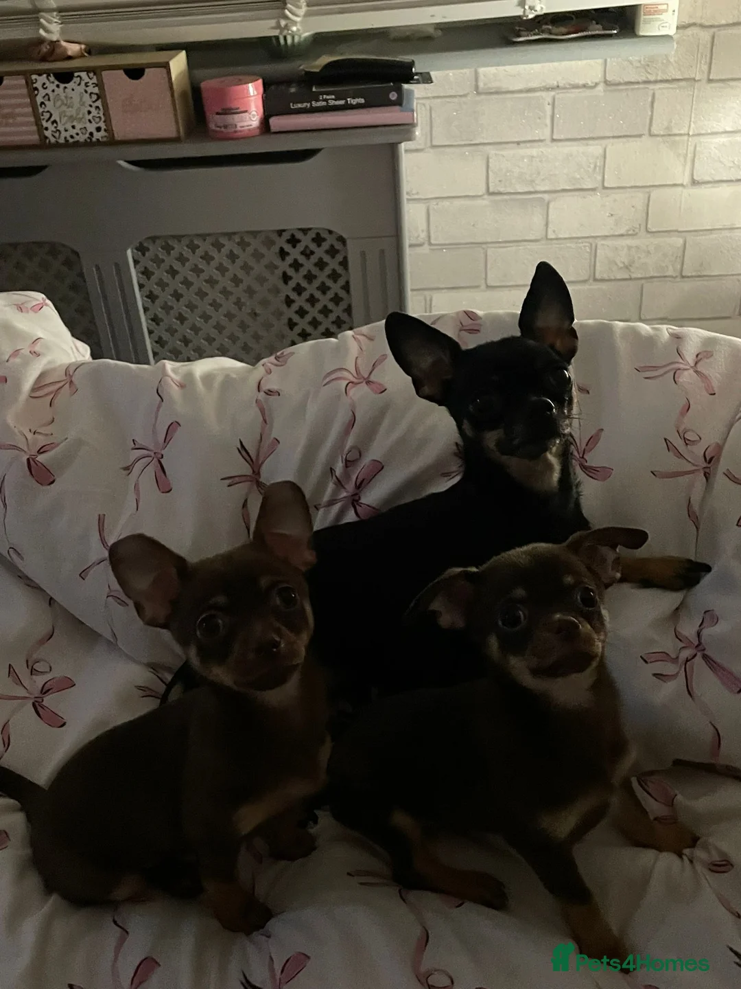 Chihuahua dogs for sale: Chihuahua Puppies  - Advert 8