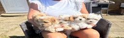 Maltipoo dogs for sale: Maltipoo puppies  - Advert 15