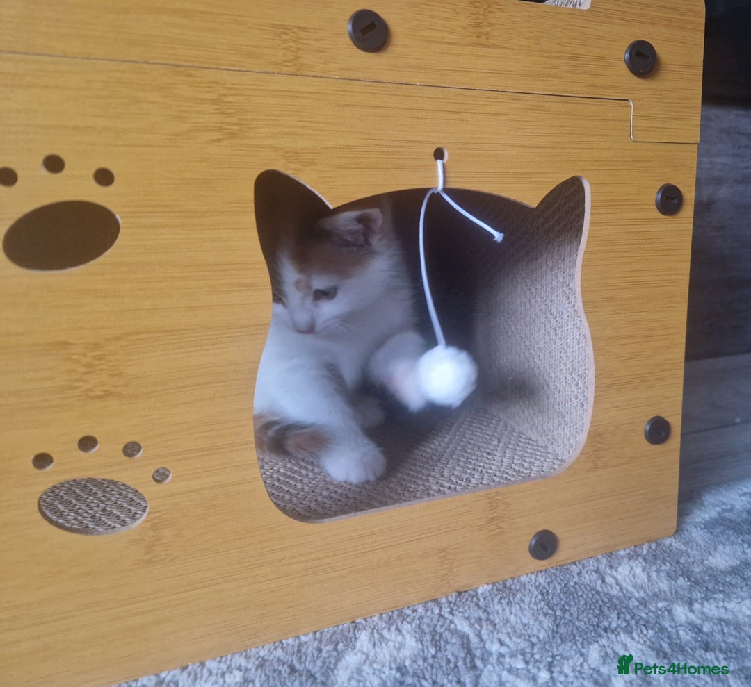 Mixed Breed cats for sale: 3 beautiful semi long haired kittens 8 weeks - Image 10