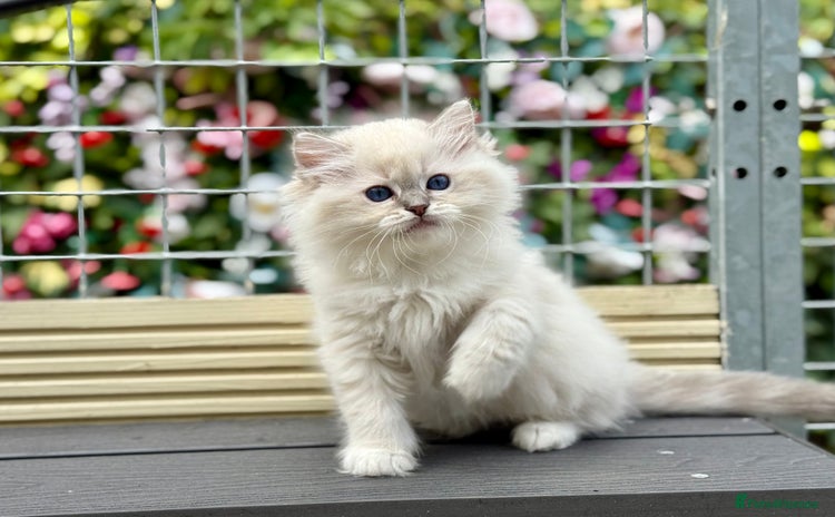 Ragdoll cats - Advert 4