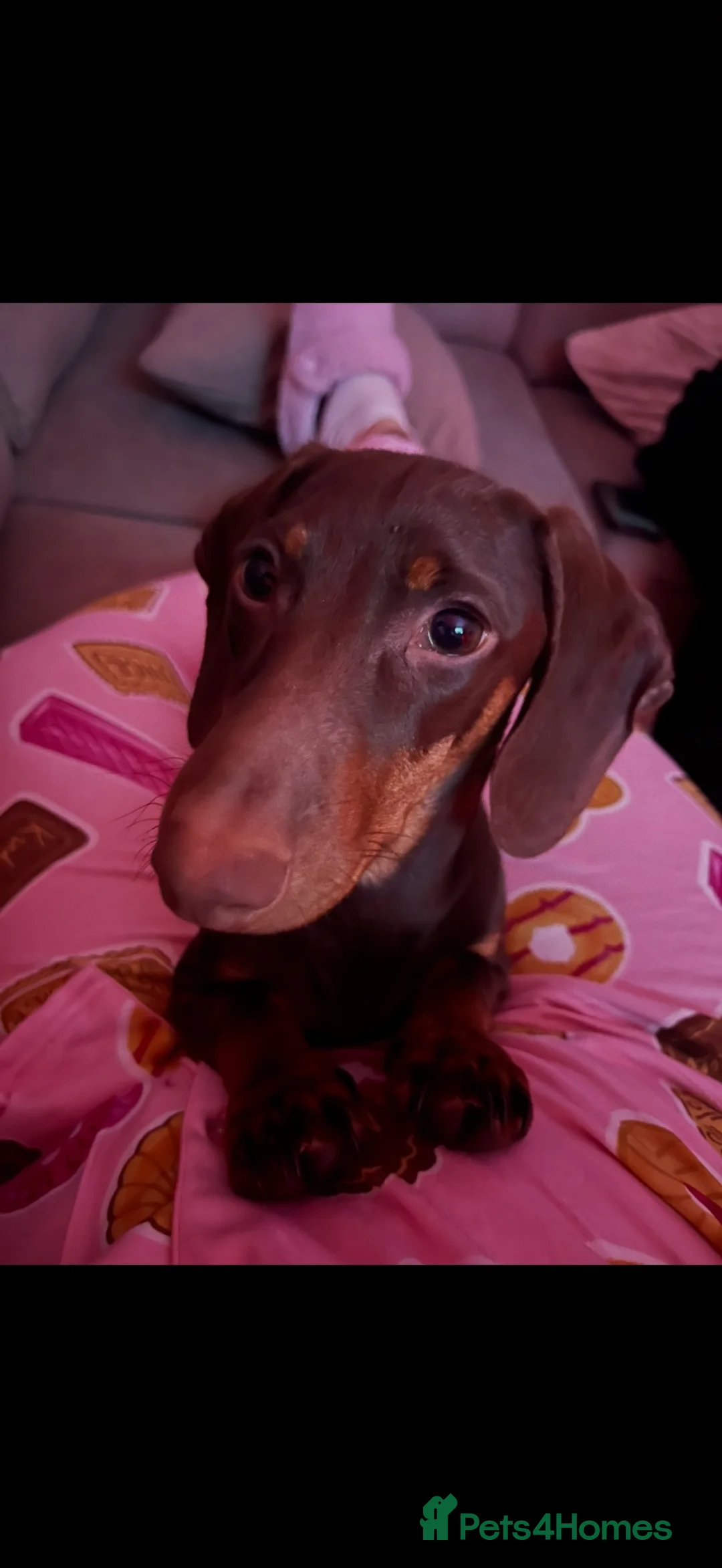 Dachshund dogs for sale: Rolo  - Advert 2
