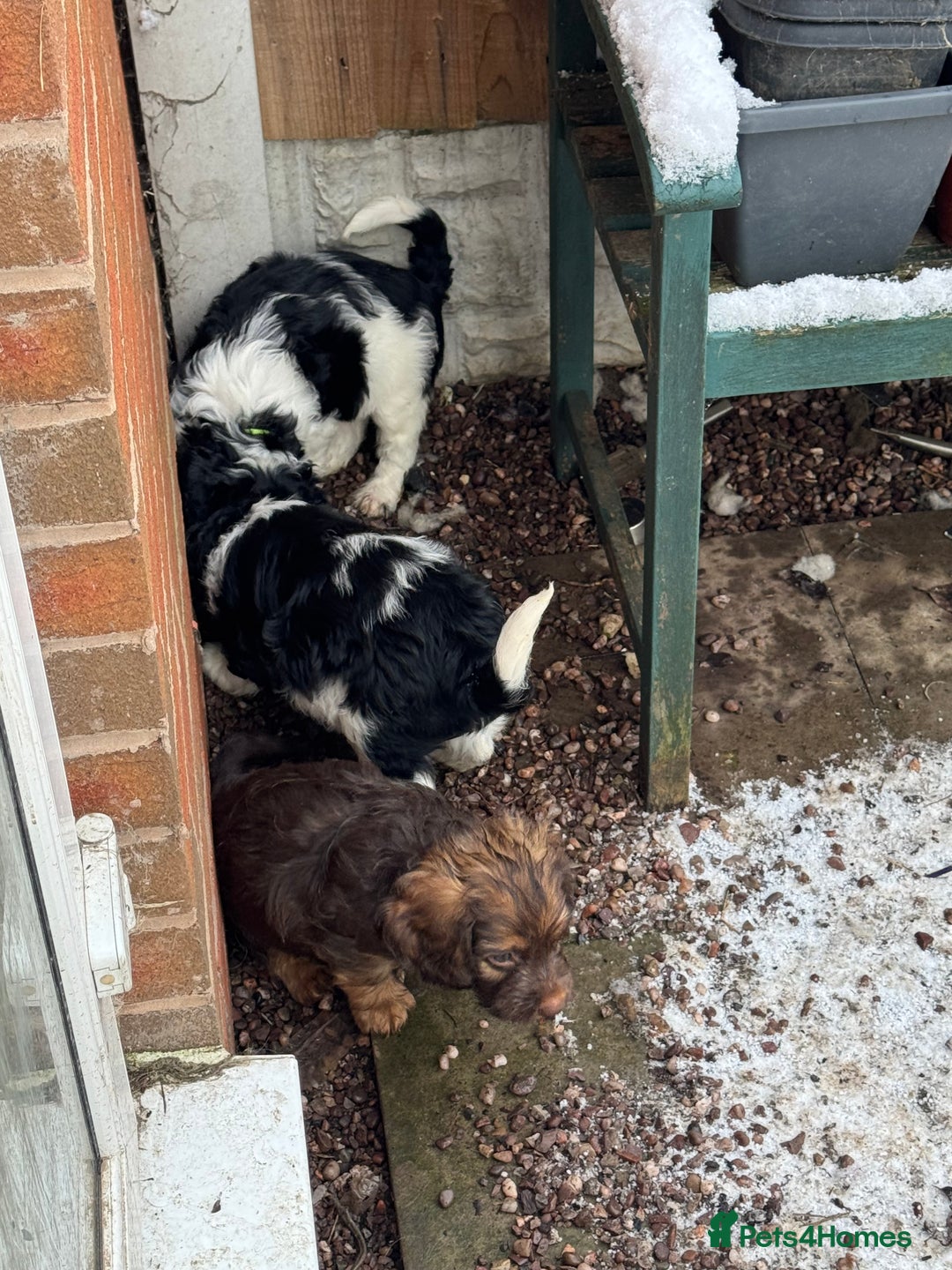 Mixed Breed dogs for sale: 8 Springer mix Puppies - Advert 34