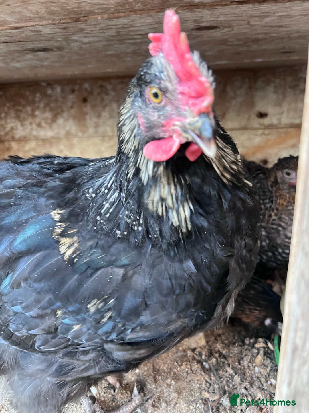 Chickens poultry for sale: Young cockerel 12wks. From hybrid breed  - Advert 4