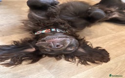 Cocker Spaniel dogs for stud: Gorgeous Chocolate Cocker for stud in Chichester - Image 11