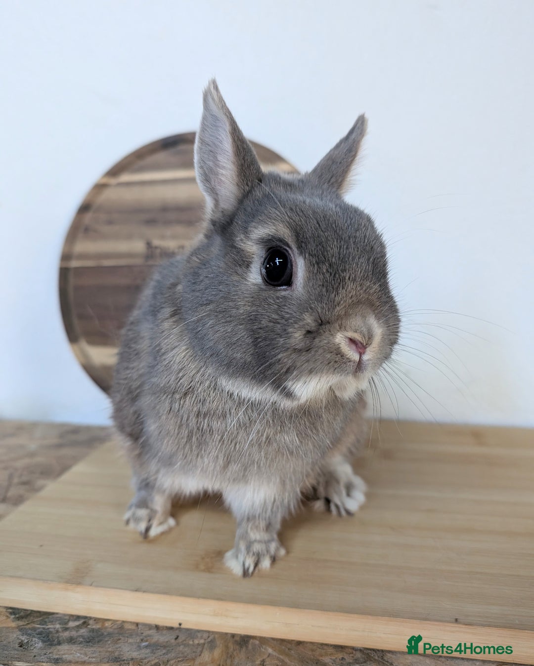 Netherland Dwarf rabbits for sale: Male Netherland Dwarf - Advert 2