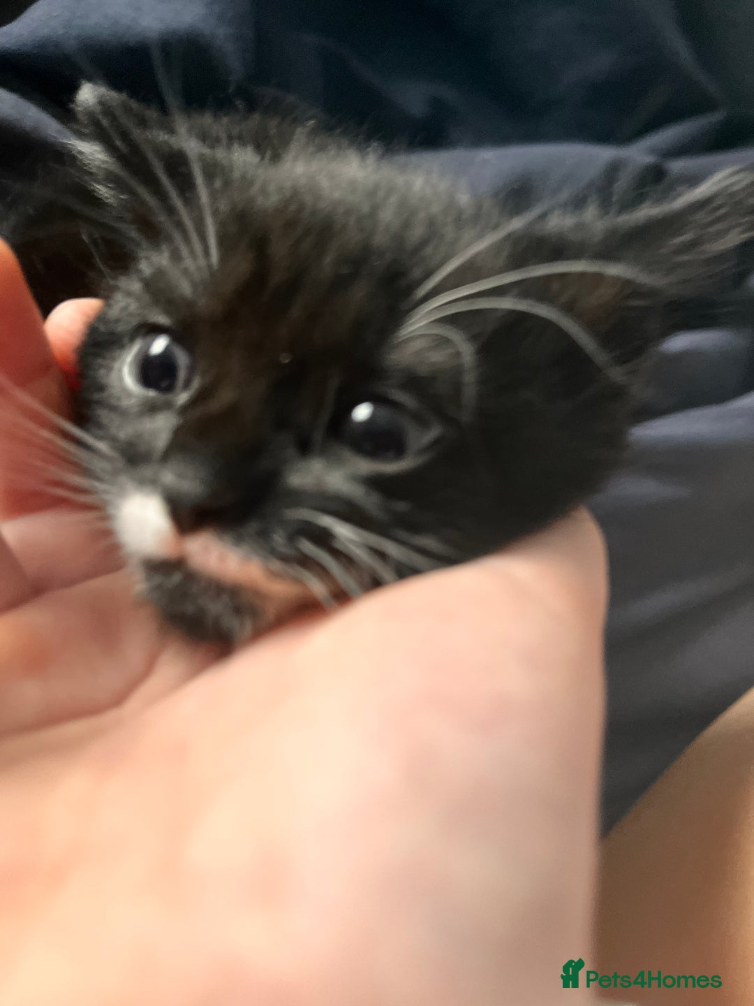 Domestic Shorthair cats for sale: Kittens - Image 5