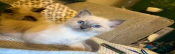 Ragdoll cats for sale: Blue ragdolls in Sheffield - Advert 2