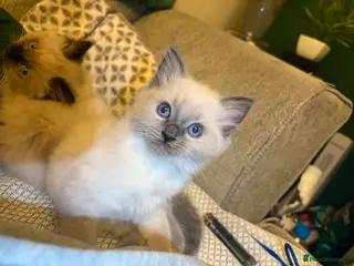 Ragdoll cats Blue ragdolls - Advert 13