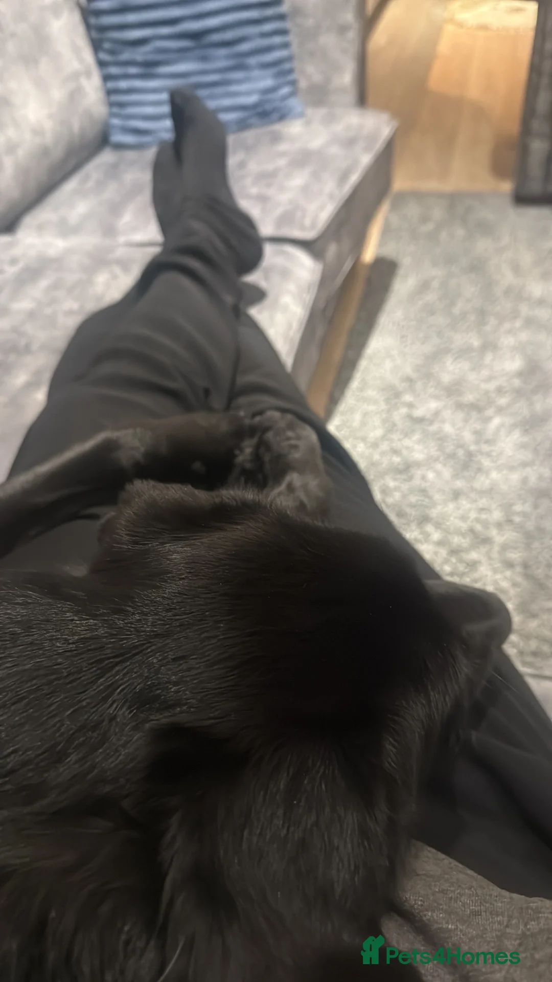 Sheprador dogs for sale: German Shepard x Labrador  - Advert 2