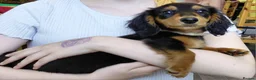 Miniature Dachshund dogs for sale: ✨️Beautiful Longhaired Minis✨️Lovely Temperments✨️ - Advert 26
