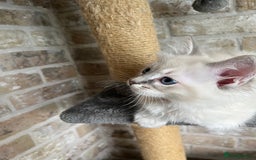 Ragdoll cats for sale: One female Ragdoll left  in Cambridge - Image 27