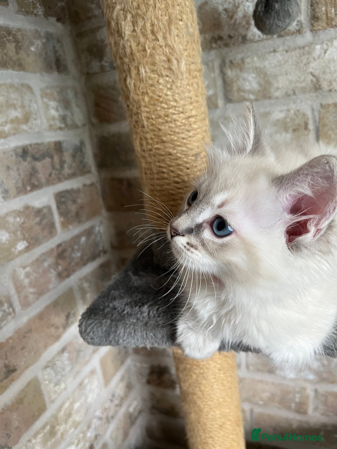 Ragdoll cats for sale: One female Ragdoll left  in Cambridge - Image 27