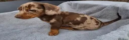 Miniature Dachshund dogs for sale: Gorgeous KC Registered, PRA Clear puppies  in Harlow - Advert 35