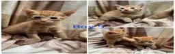 Mixed Breed cats for sale: Gorgeous kittens for sale  - Advert 7