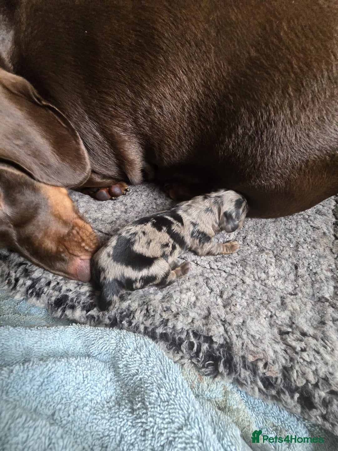 Dachshund dogs for sale: Isabella black &tan longhair dapple boy  - Image 10