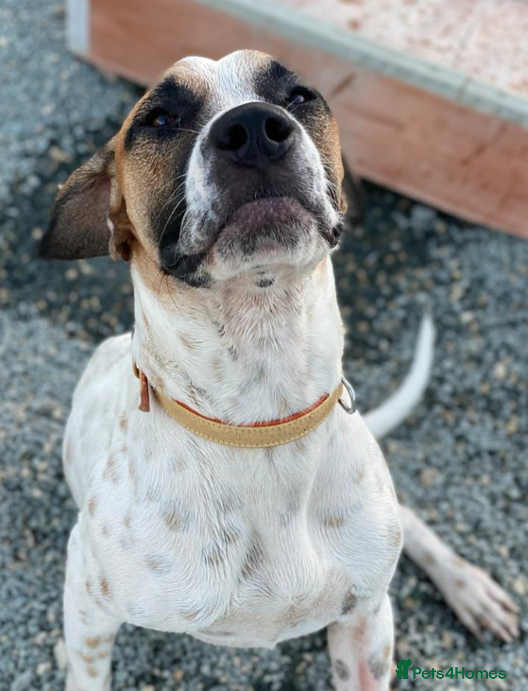 Pointer dogs for adoption: Jeffrey - gentle giant seeks forever cuddles! - Image 4