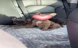 French Bulldog dogs for sale: French bulldog pup - Image 2