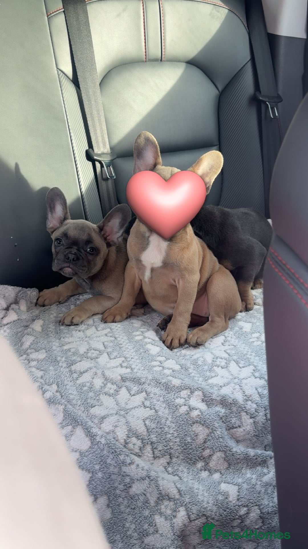 French Bulldog dogs for sale: French bulldog pup - Image 2