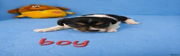 Jack Russell dogs for sale: Cutie pie Jack Russell puppies  - Advert 5