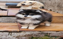 Pomsky dogs for sale: Pomsky puppies very small toy size F3  - Image 18