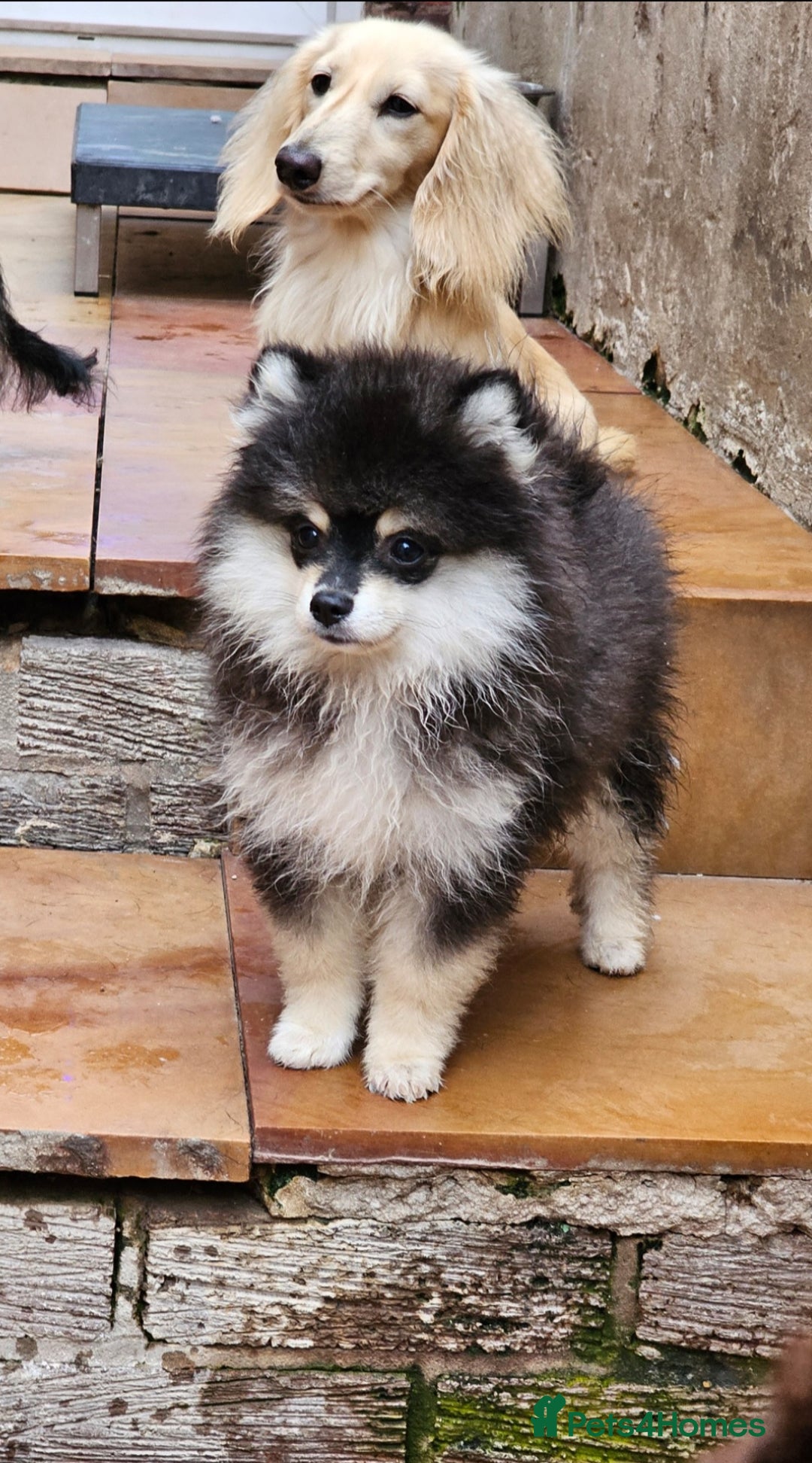 Pomsky dogs for sale: Pomsky puppies very small toy size F3  - Image 18