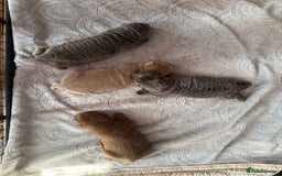 Shar Pei dogs for sale: 3 beautiful shar Pei puppy’s  - Image 3
