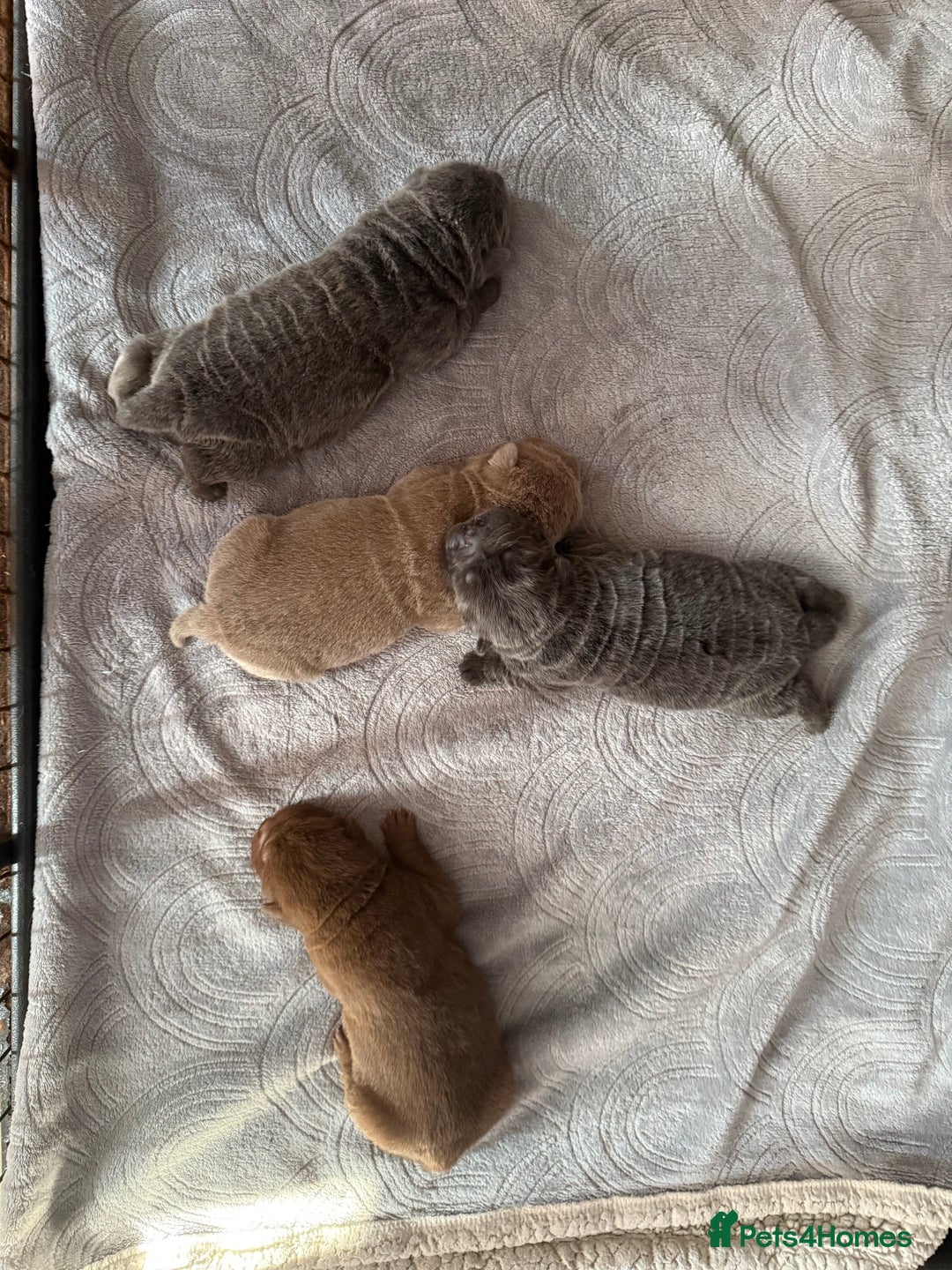 Shar Pei dogs for sale: 3 beautiful shar Pei puppy’s  - Image 3